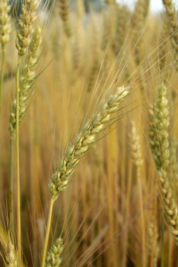 sonbaharın altın buğday kulağına alanı