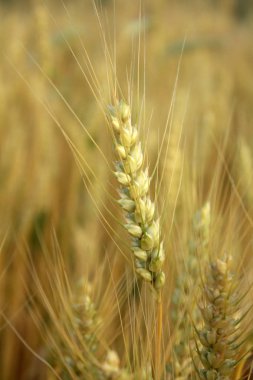 Altın buğday kulağı