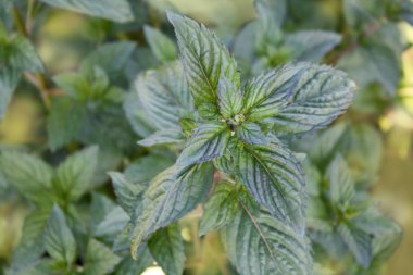 Bahçede yeşil nane