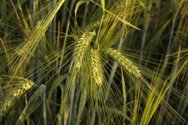 Yazın yeşil buğday tarlası