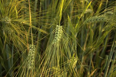 Yazın yeşil buğday tarlası