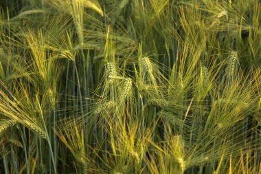 Yazın yeşil buğday tarlası