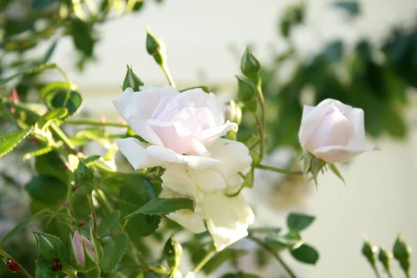 Rosas brancas rosa no jardim — Fotografia de Stock