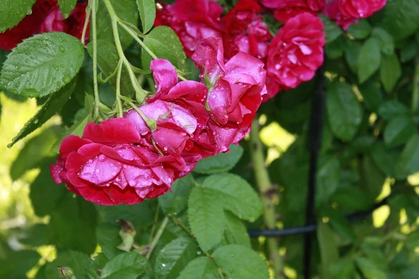 Rosas de Bush en el jardín —  Fotos de Stock