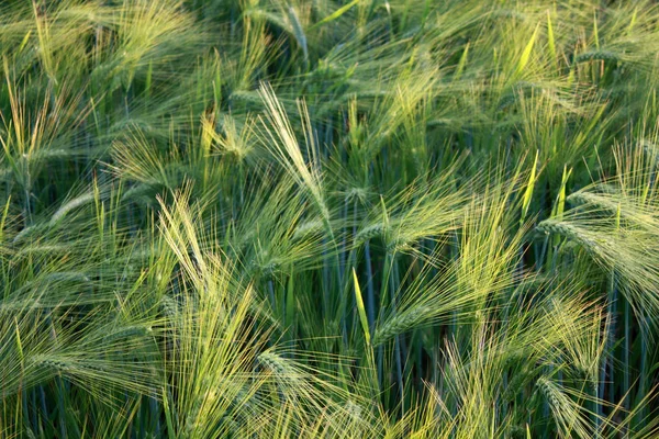 Yeşil buğday tarlası