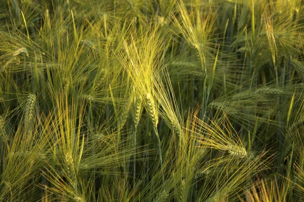 Yazın yeşil buğday tarlası