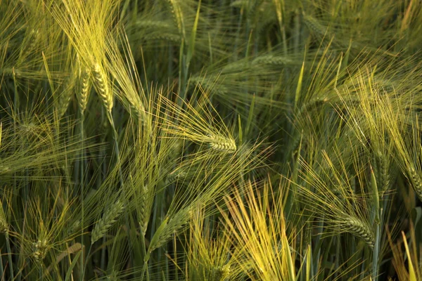 Yazın yeşil buğday tarlası