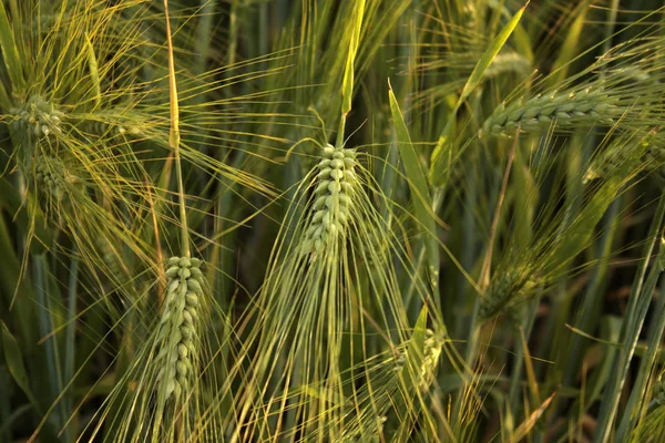 Yazın yeşil buğday tarlası