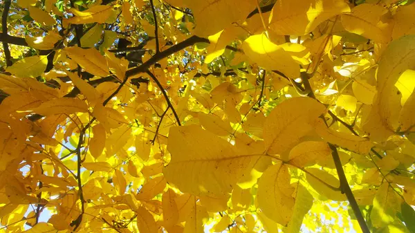 Noz no outono com folhas amarelas — Fotografia de Stock