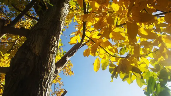 Noce in autunno con foglie gialle — Foto Stock