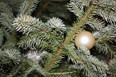 Noel ağacı arka planı