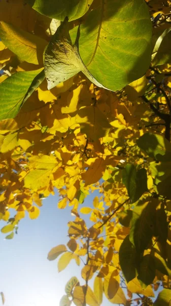 Ottobre Noce con foglie gialle — Foto Stock