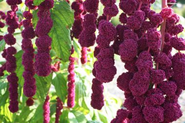 Bahçedeki pembe amaranthmacro