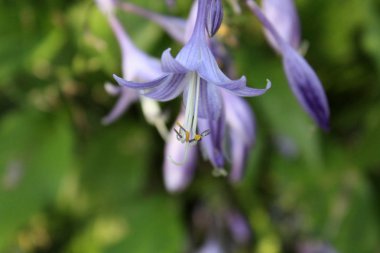 Bahçede çiçek açan mor ana bilgisayar