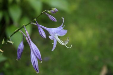 Bahçede çiçek açan mor ana bilgisayar