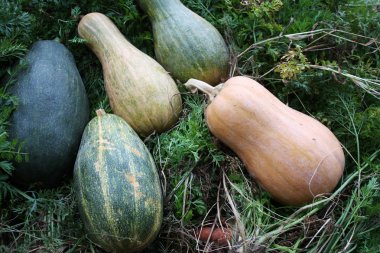 bahçede yeşil pumpkinorange