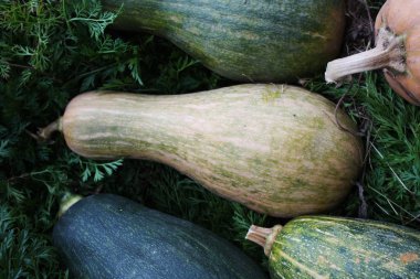 bahçede yeşil pumpkinorange