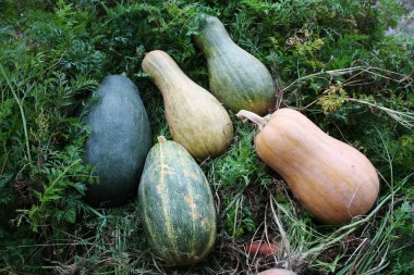 bahçede yeşil pumpkinorange