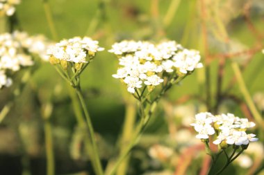 Bahçede çiçek açan civanperçemi.