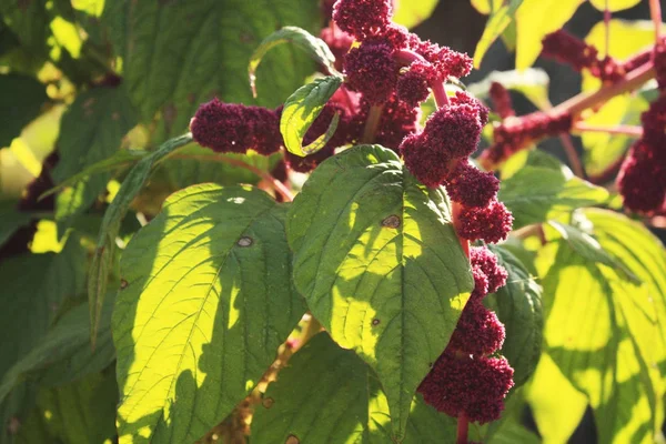 Rosa amaranthmacro i trädgården — Stockfoto