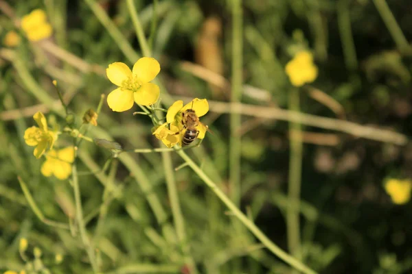 Rucola Fleur Jaune Avec Abeille — Photo