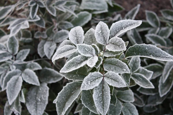 Gefroren blüht der Garten — Stockfoto