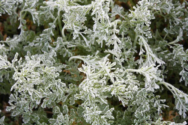 Gefroren blüht der Garten — Stockfoto