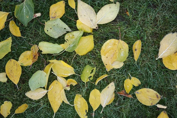 Narancssárga fű őszi levelek — Stock Fotó