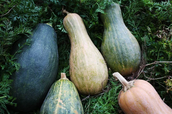 Vert citrouille-orange dans le jardin — Photo