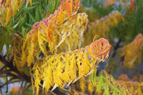 Sommacco Con Foglie Arancio Giallo Autunno — Foto Stock