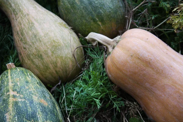 Vert citrouille-orange dans le jardin — Photo