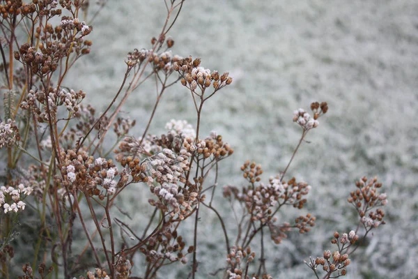 Hierba Seca Congelada Otoño Con Nieve Blanca —  Fotos de Stock