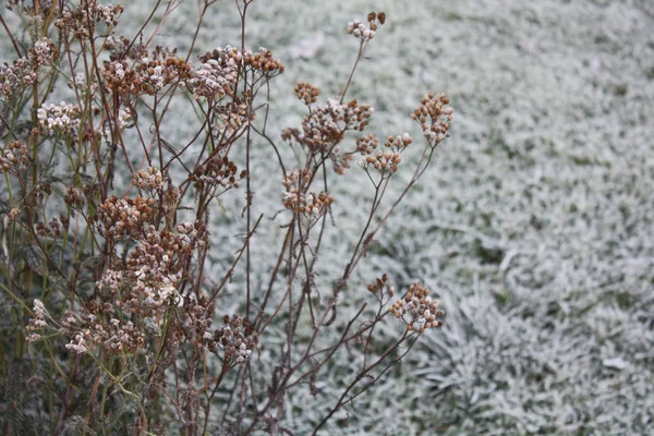 Hierba congelada otoño —  Fotos de Stock