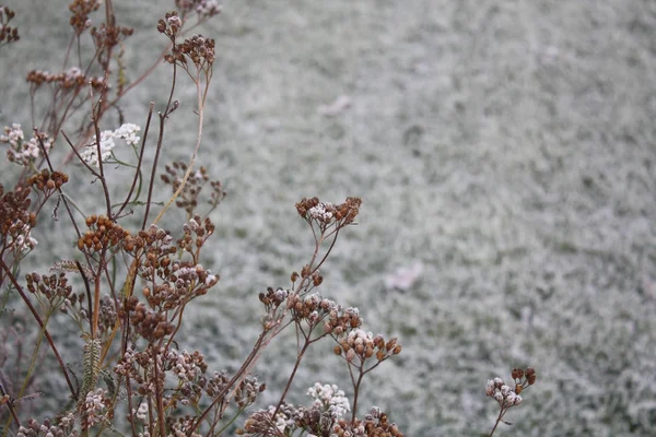 Gefrorenes Gras Herbst — Stockfoto