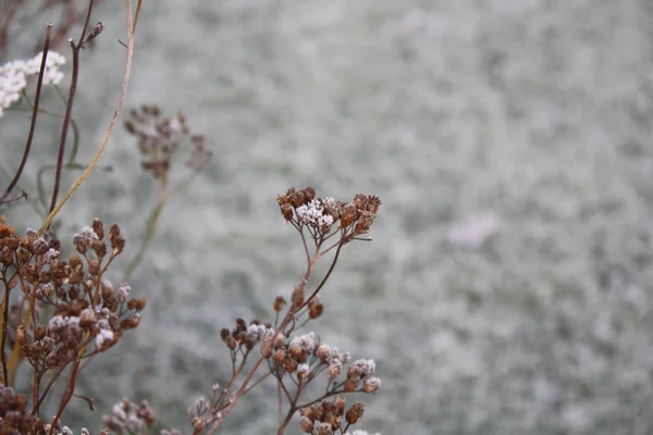 Herbe gelée automne — Photo
