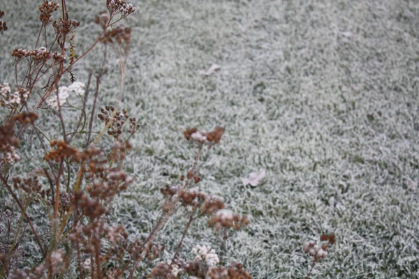 Gefrorenes Gras Herbst — Stockfoto