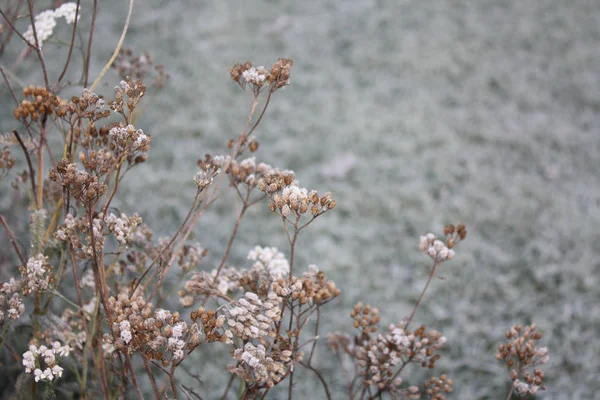 Hierba congelada otoño —  Fotos de Stock