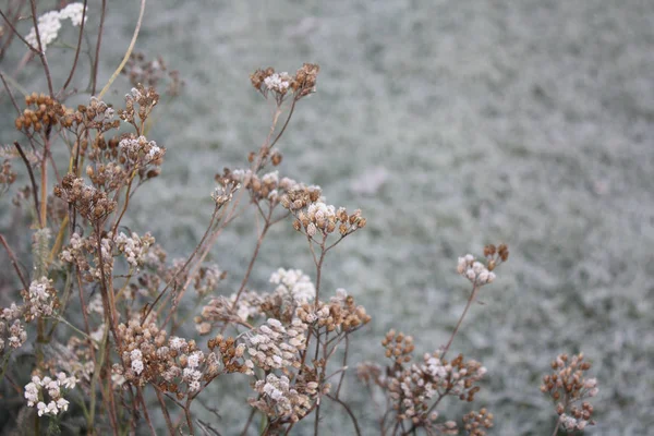 Gefrorenes Gras Herbst — Stockfoto