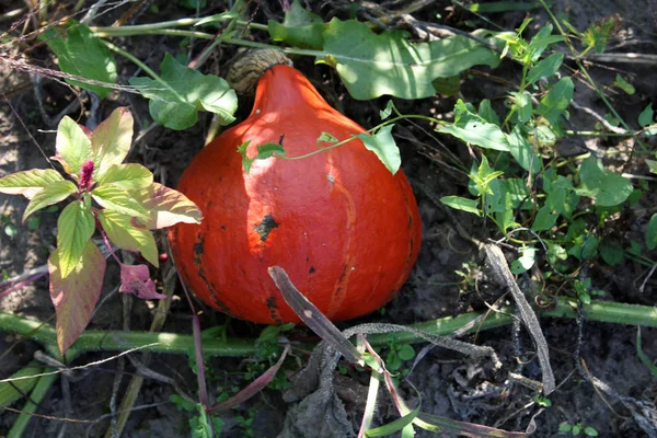 Κόκκινο πορτοκαλί κολοκύθα στον κήπο — Φωτογραφία Αρχείου