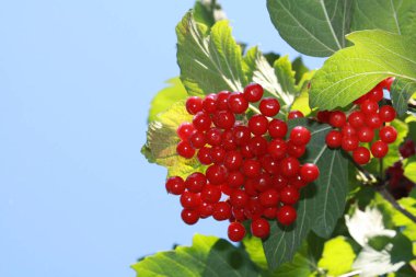 Bahçedeki kırmızı viburnummacro