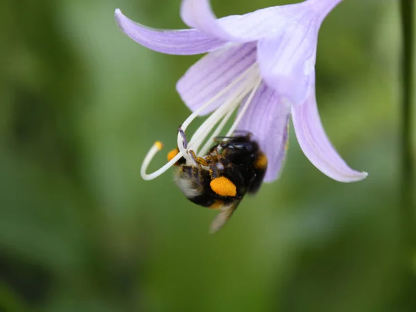 Μέλισσα στο λουλούδι του κεντρικού υπολογιστή — Φωτογραφία Αρχείου