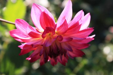 Pembe dahlia makro bahçede
