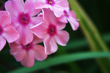 Pembe phlox makro bahçede