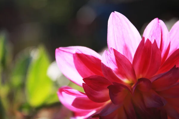 정원에서 핑크 달리아 매크로 — 스톡 사진