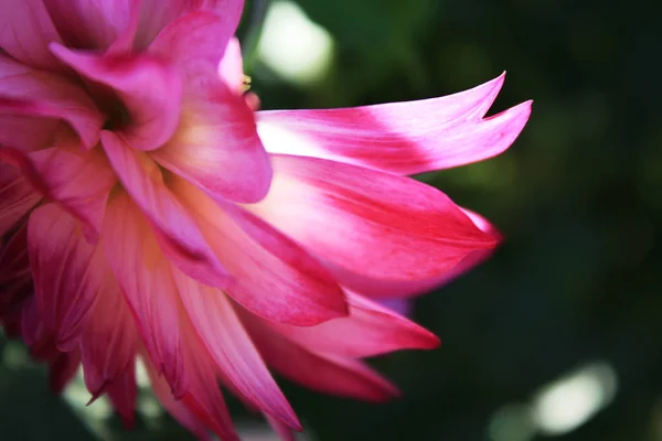 Ροζ Ντάλια μακροεντολή στον κήπο — Φωτογραφία Αρχείου