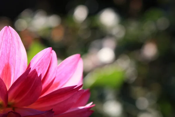 Ροζ Ντάλια μακροεντολή στον κήπο — Φωτογραφία Αρχείου