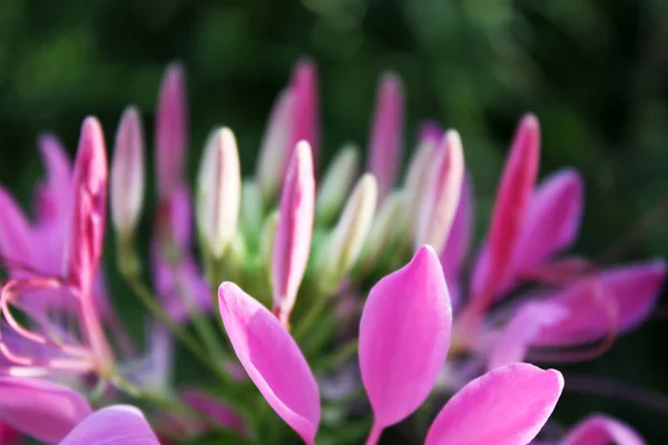 Fiore viola in giardino — Foto Stock