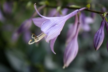 Bahçede çiçek açan mor ana bilgisayar