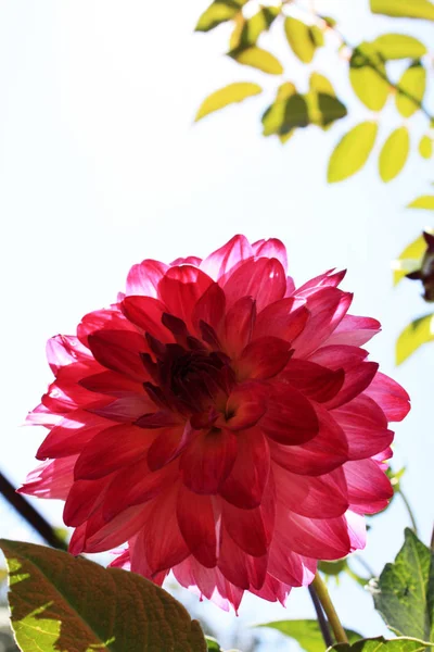 Ροζ Ντάλια Μακροεντολή Στον Κήπο — Φωτογραφία Αρχείου
