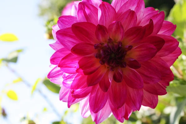 Macro dahlia rose dans le jardin — Photo